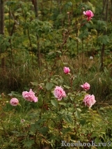 Blossomtime Blossomtime