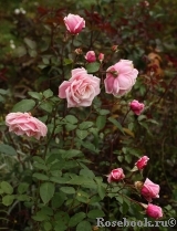 Blossomtime Blossomtime