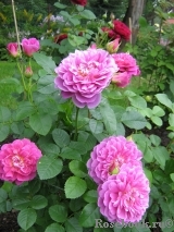 Princess Anne Princess Anne