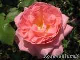 Comtesse de Provence®