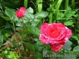 Pink Intuition