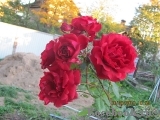Amadeus Amadeus