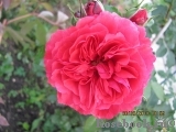 Rosarium Uetersen Rosarium Uetersen