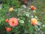 Westerland Westerland
