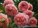 Jubilee Celebration® Jubilee Celebration®