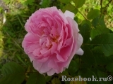 Cottage Rose Cottage Rose