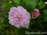 Cottage Rose Cottage Rose