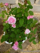 Cottage Rose Cottage Rose