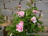 Cottage Rose Cottage Rose