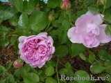 Charles Rennie Mackintosh® Charles Rennie Mackintosh®