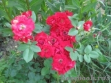 Scarlet Meillandecor Scarlet Meillandecor