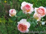 Abraham Darby Abraham Darby