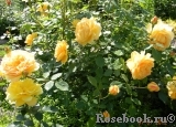 Golden Celebration® Golden Celebration®