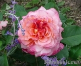 Augusta Luise Augusta Luise