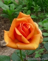 Ashram Ashram