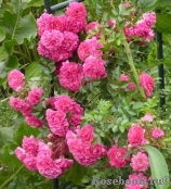 Excelsa Excelsa