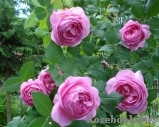 Louise Odier Louise Odier