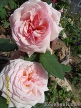 A Shropshire Lad A Shropshire Lad