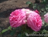 Baronesse Baronesse