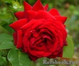 Red Star Red Star