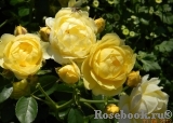 Golden Border Golden Border