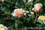 English Garden® English Garden®