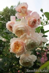 Crocus Rose® Crocus Rose®