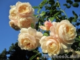 Crocus Rose® Crocus Rose®
