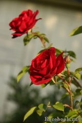 Amadeus Amadeus