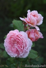 A Shropshire Lad A Shropshire Lad