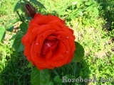 Terracotta ® Terracotta ®