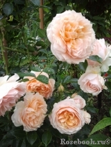 Ginger Syllabub Ginger Syllabub