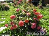 Sommersonne Sommersonne