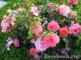 Sommersonne Sommersonne