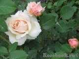 English Garden® English Garden®