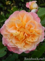 Augusta Luise Augusta Luise