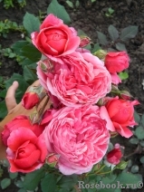 Laduree ® Laduree ®