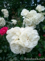 White Meidiland White Meidiland