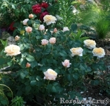 English Garden® English Garden®