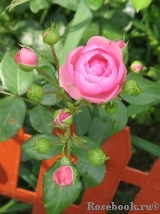 Pomponella Pomponella