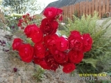 Scarlet Meillandecor Scarlet Meillandecor