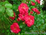 Rotilia Rotilia