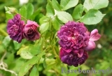 Bleu Magenta Bleu Magenta
