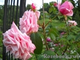 Blossomtime Blossomtime