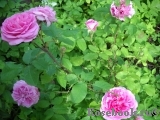 Gertrude Jekyll Gertrude Jekyll