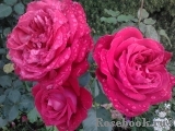 Dame de Coeur Dame de Coeur