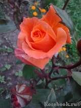 Konigin der Rosen Konigin der Rosen
