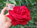 Red Star