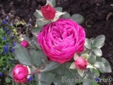 Heidi Klum Rose Heidi Klum Rose