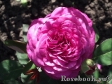 Heidi Klum Rose Heidi Klum Rose